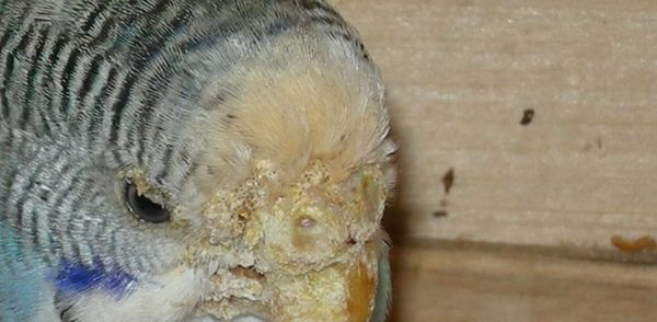 Последствия клещевой болезни у попугая
