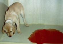 кровяная диарея у собак