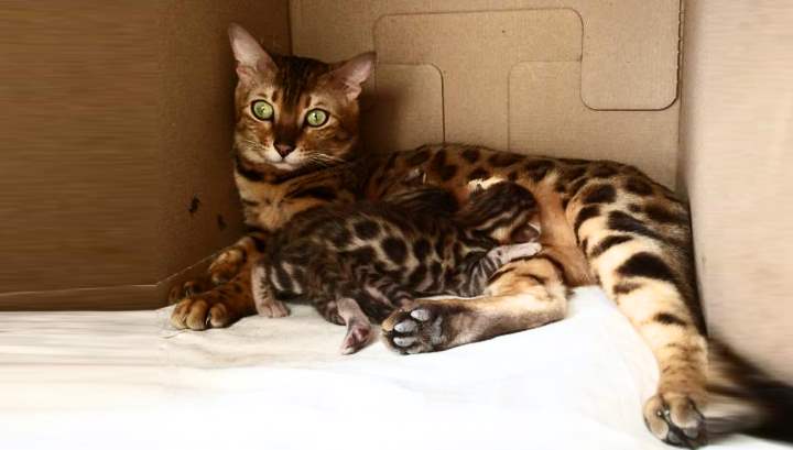 Гибрид дикого азиатского леопардового кота, которого называют домашним или маленьким леопардом