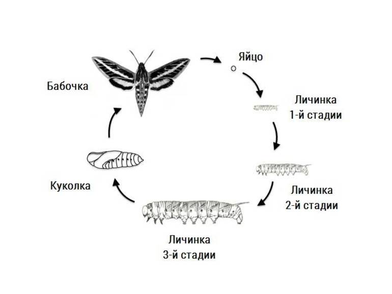 Развитие бабочки схема