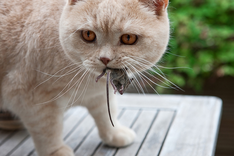 Фото кота с мышью в зубах