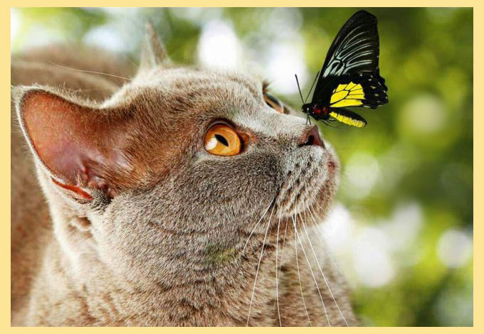 Британская кошка и бабочка