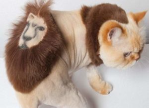 Кот со стрижкой льва на попе