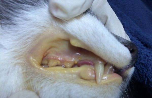 Проявление гемобартонеллеза у кошек