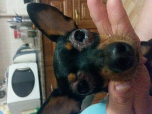 стафилококк глаз у собаки