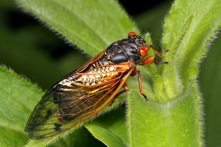 Распространенные виды насекомых и устройство их голосового аппарата