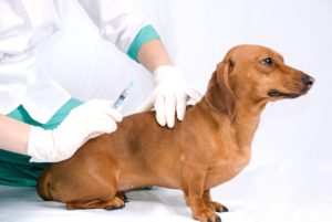 вакцины для собак против болезней