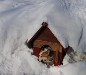 как утеплить будку для собаки на зиму