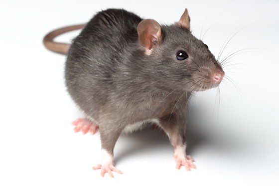 Крыса - источник заболеваний