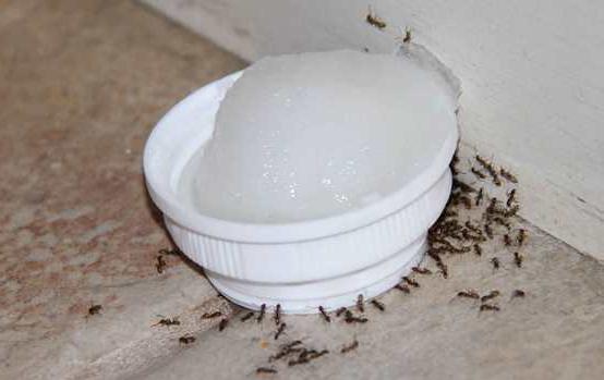 Дрожжи с сахаром - средство от муравьев