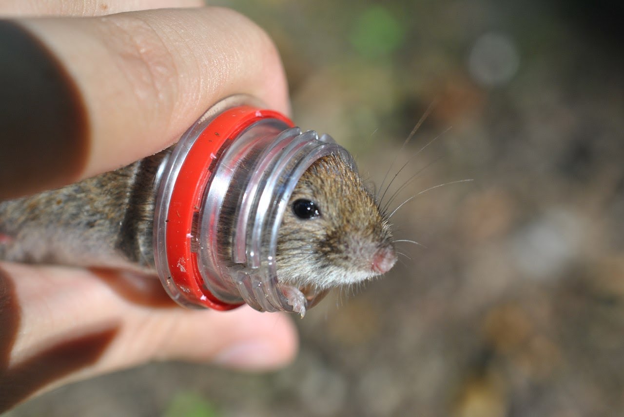 Фото мыши в бутылке