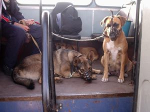 транспортировка собаки в общественном транспорте