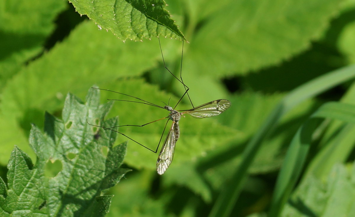 Большие комары живут в лесах, возле болот
