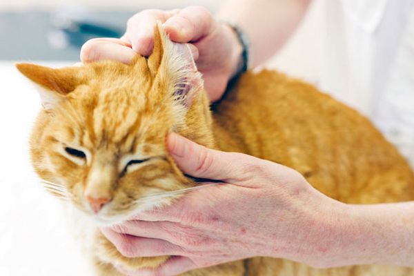 Ушной клещ паразитирует в ушах кошки