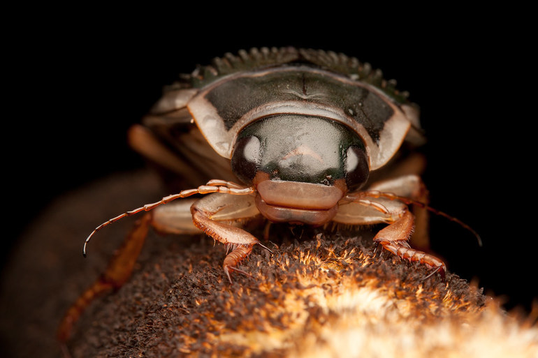 Факты о жизни жука-плавунца