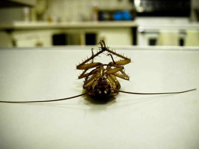 Фото мертвого отравленного таракана