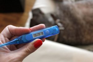 температура при родах у собак