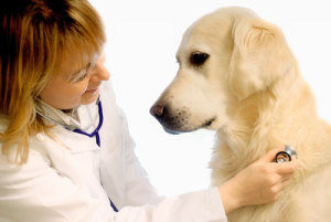 лечение рвоты у собаки