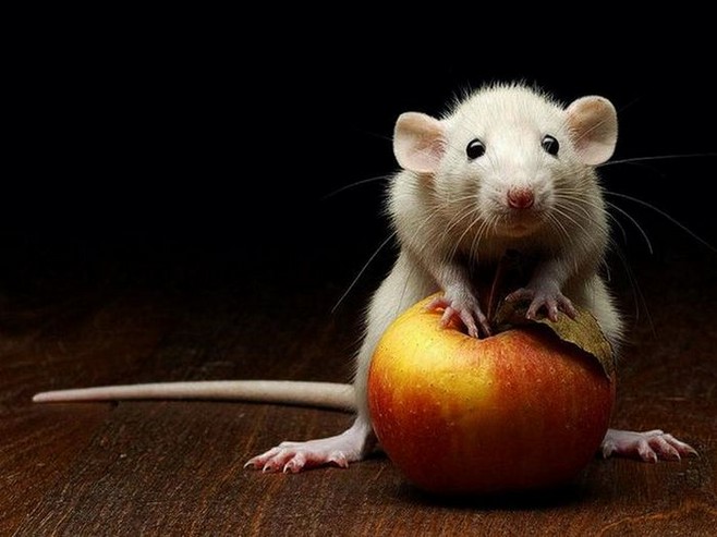 Белая мышь с яблоком