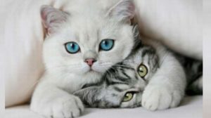 Кошка с котенком