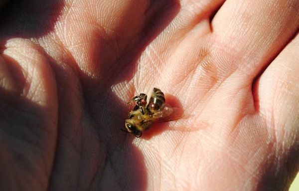Без лечения от клещей пчелы погибнут