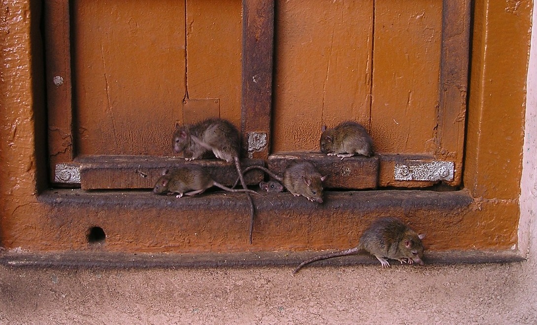 Несколько крыс возле сарая