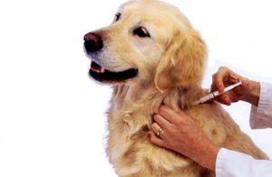 вакцинация собак