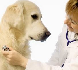 температура заболевании дыхательных путей собаки