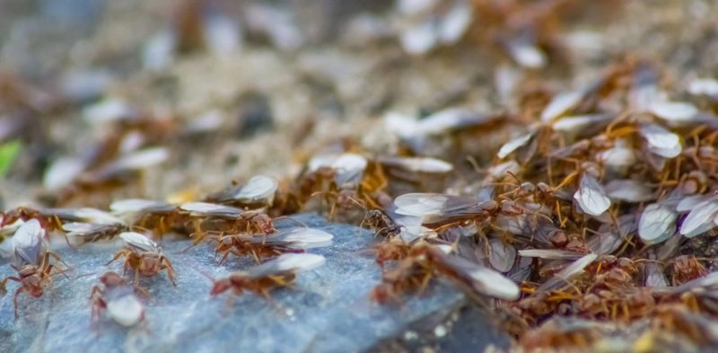 Фото гнезда летучих муравьев