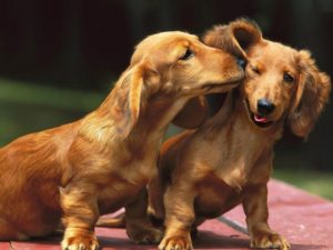 процедура знакомства собак для вязки