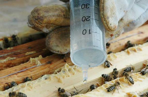 Пчеловоды часто борются с варроу с помощью химических средств