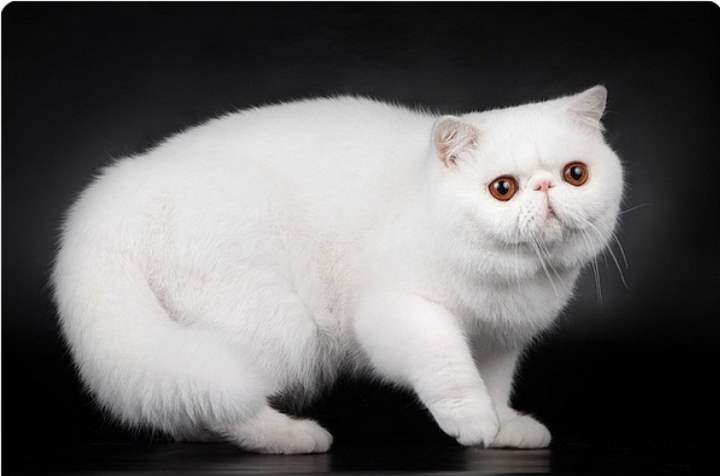 Белая кошка породы - Экзот