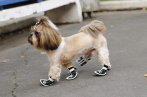 кроссовки для собак