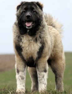 кавказская порода собак