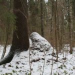Большой муравейник под снегом в лесу
