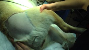лечение дисплазии суставов у собаки оперативно