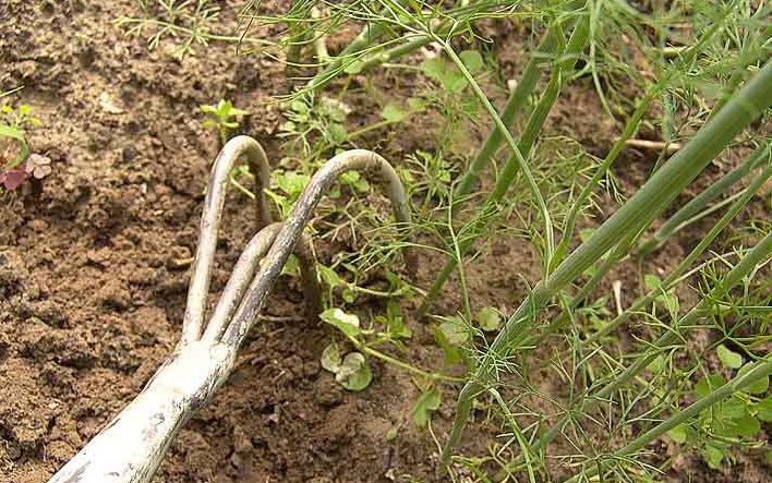 Рыхление почвы в огороде тяпкой 