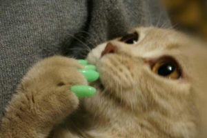 Зеленый маникюр у кошки