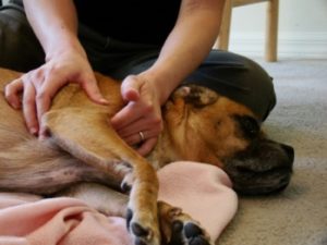 лечение чумки у собак народными способами