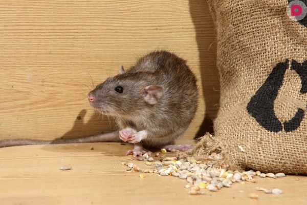 Крыса и мешок с зерном