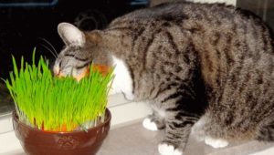 Кот ест вкусную траву