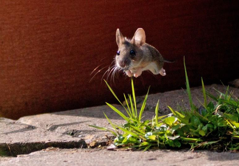 Фото мыши в прыжке