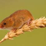 Мышь-малютка на колоске
