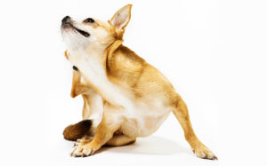 лечение подкожного клеща у собак