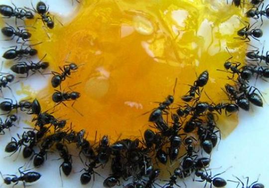 Мед - отличная приманка для муравьев