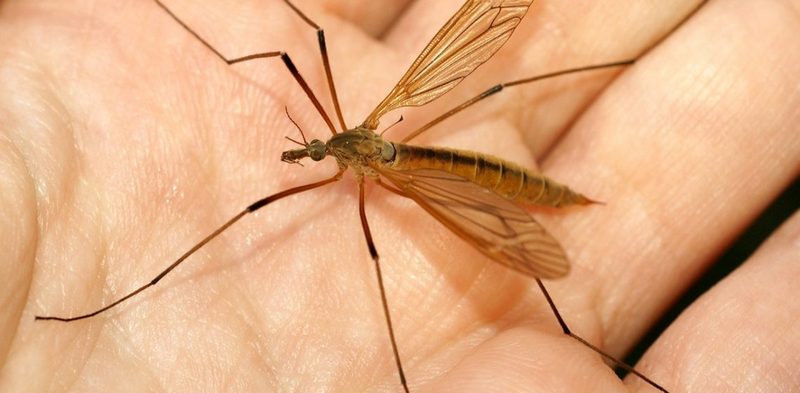 Малярийный комар-долгоножка