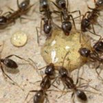 Гель против муравьев