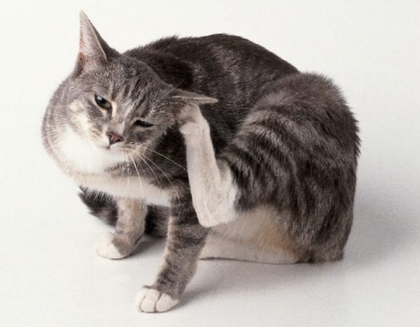 При ушном клеще котов мучает зуд