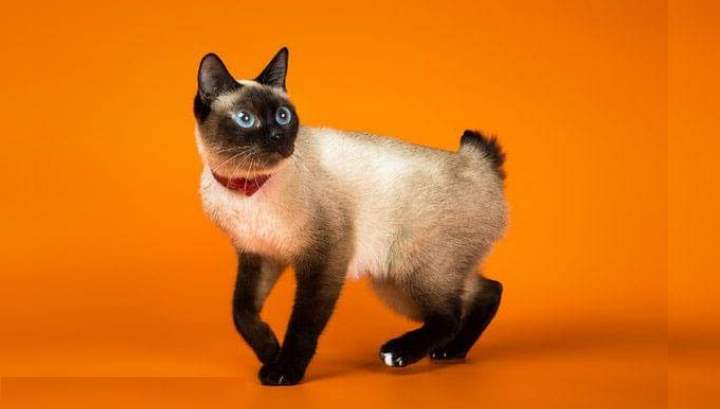 Эти кошки считаются самой маленькой породой в мире – они редко достигают даже 2 кг