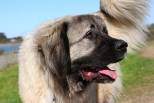 описание кавказской собаки
